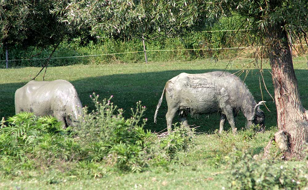 Bivalyrezervátum - Szécsisziget
