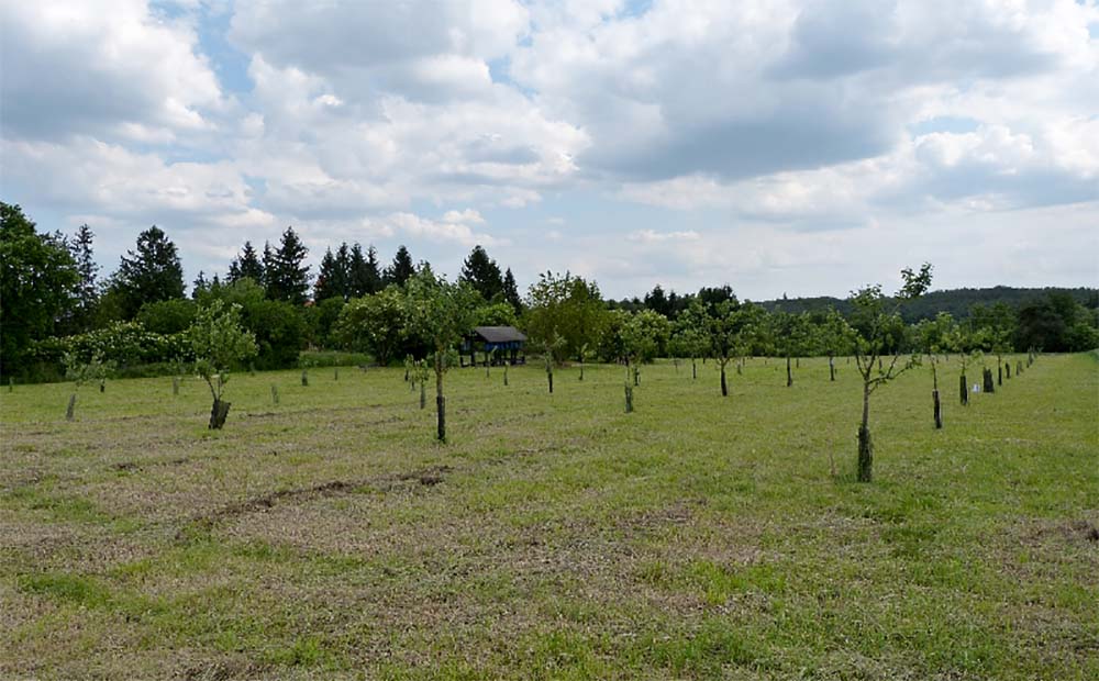 Csörgőalma gyümölcsöskert