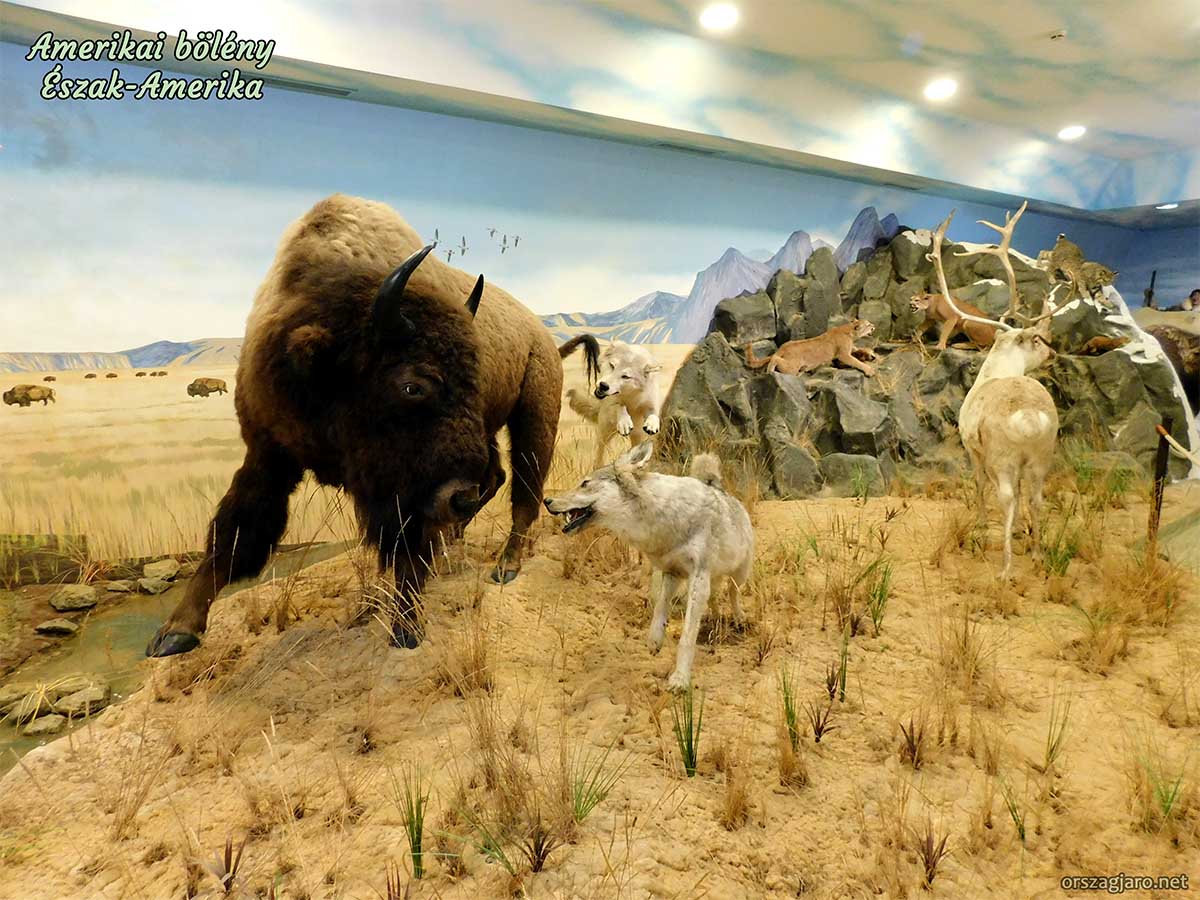 Vadászati kiállítás - Keszthely